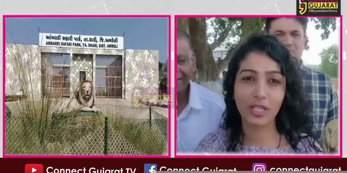 ગુજરાતની આન બાન અને શાન ગણાતા એશિયાટીક સિંહ જોવા ધારી સફારી પાર્કમાં સહેલાણીઓ ઉમટ્યા