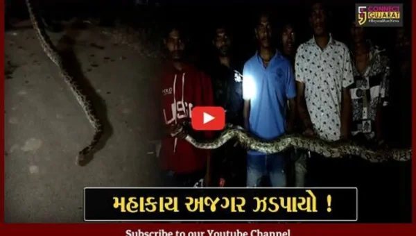 અંકલેશ્વર: જૂની દીવી ગામમાંથી મહાકાય અજગર પકડાયો, ગ્રામજનોએ લીધો રાહતનો શ્વાસ