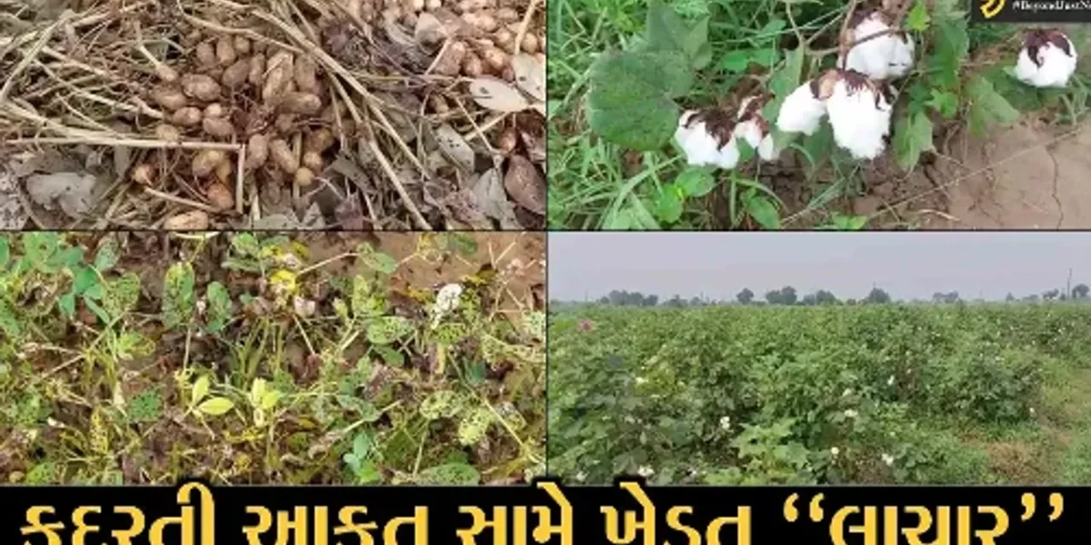 સાબરકાંઠા : પાછોતરો વરસાદ વરસતા ખેતી-પાકોમાં નુકસાન જવાની ભીતિ, ખેડૂતો બન્યા ચિંતિત…