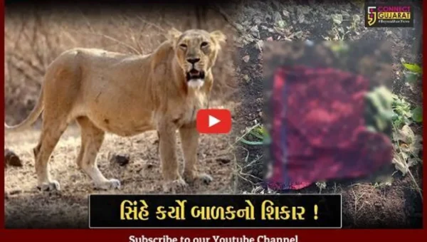 અમરેલી: સાવરકુંડલામાં પરિવારજનોની હાજરીમાં જ સિંહે 3 વર્ષના બાળકનો કર્યો શિકાર, વન વિભાગને બાળકના મળ્યા અંગો