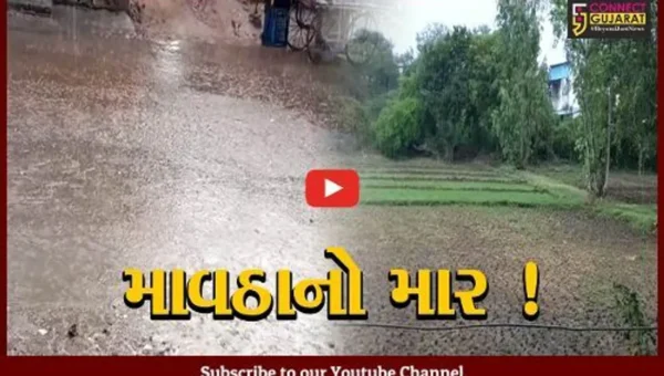 ગુજરાતમાં મૌસમનો મિજાજ બદલાયો, કમોસમી વરસાદના કારણે ખેતીના પાકને નુકશાન
