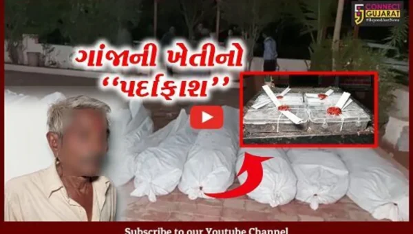 ખેડા : ભૂતિયા ગામે ગાંજાની ખેતીનો SOGએ કર્યો પર્દાફાશ, રૂ. 54 લાખથી વધુના ગાંજાનો જથ્થો જપ્ત…