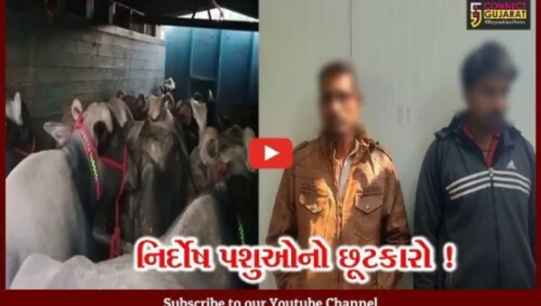 અંકલેશ્વર: કતલના ઈરાદે લઇ જવાતા ૧૪ પશુઓને પોલીસે કરાવ્યા મુક્ત, 2 આરોપીની ધરપકડ