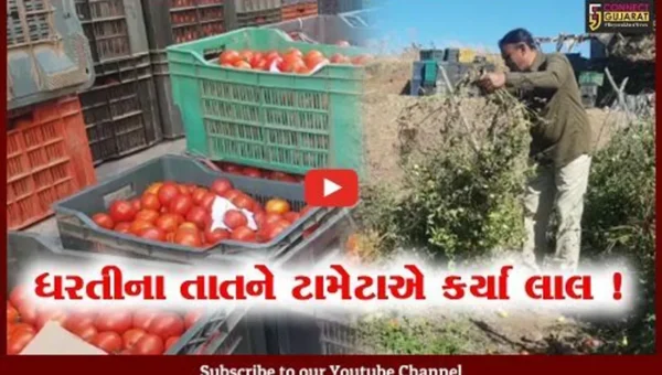 અમરેલી: ખેડૂતો પાસેથી વેપારીઓ માત્ર 2 રૂપિયાના ભાવે કિલો ટામેટા લઈ રહ્યા છે, તમને કેટલામાં મળે છે?