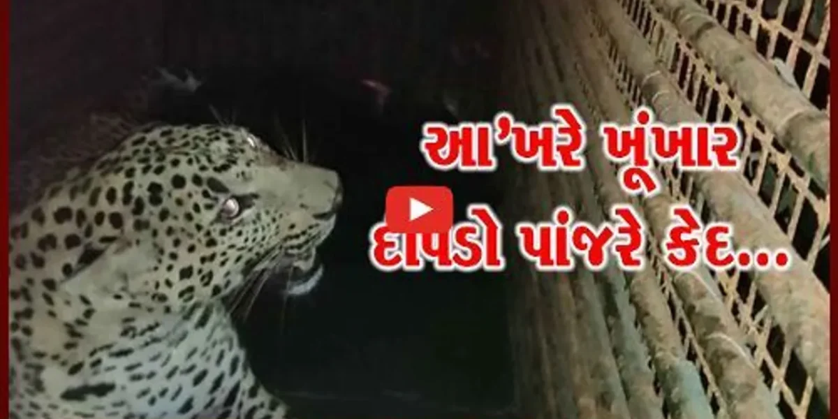 વલસાડ : જુઓ CCTVમાં “LIVE” દ્રશ્યો, ખૂંખાર દીપડો કેવી રીતે પુરાય છે પાંજરે..!