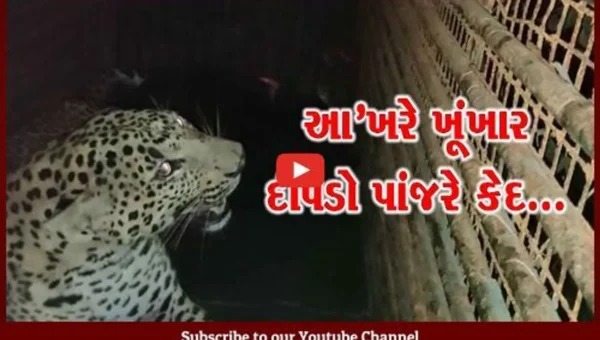 વલસાડ : જુઓ CCTVમાં “LIVE” દ્રશ્યો, ખૂંખાર દીપડો કેવી રીતે પુરાય છે પાંજરે..!