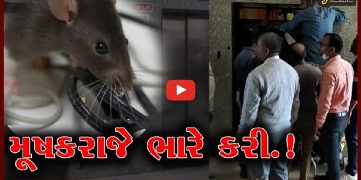 સાબરકાંઠા: હિમતનગર સિવિલ હોસ્પિટલમાં મૂષકરાજે લિફ્ટના વાયર કાતરી ખાધા, પછી શું થયું જુઓ આ વિડીયો