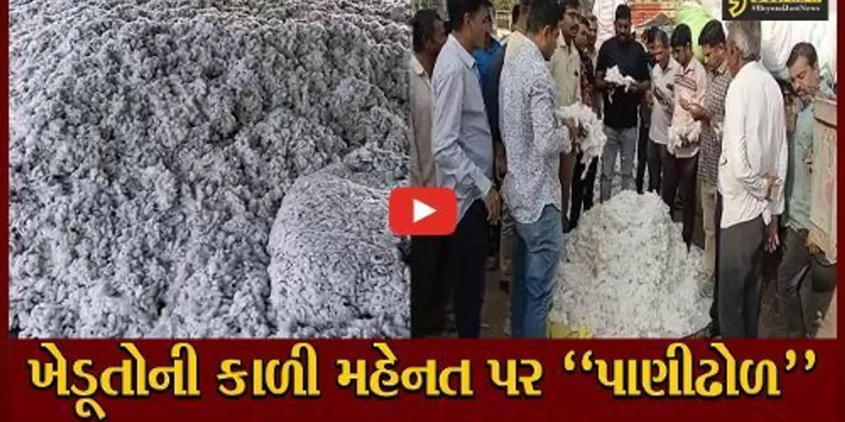 અમરેલી : ચૂંટણીલક્ષી ભાવો સામે રોષ, APMCમાં કપાસના ભાવો ગગડતા ખેડૂતો ચિંતામાં મુકાયા..!