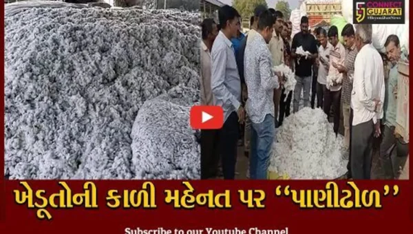 અમરેલી : ચૂંટણીલક્ષી ભાવો સામે રોષ, APMCમાં કપાસના ભાવો ગગડતા ખેડૂતો ચિંતામાં મુકાયા..!