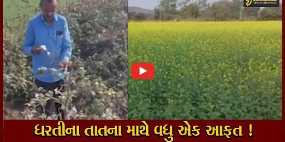 સાબરકાંઠા: વાદળછાયા વાતાવરણ વચ્ચે ખેતીના પાકને વ્યાપક નુકશાનની શક્યતા, ખેડૂતો ચિંતામાં ગરકાવ