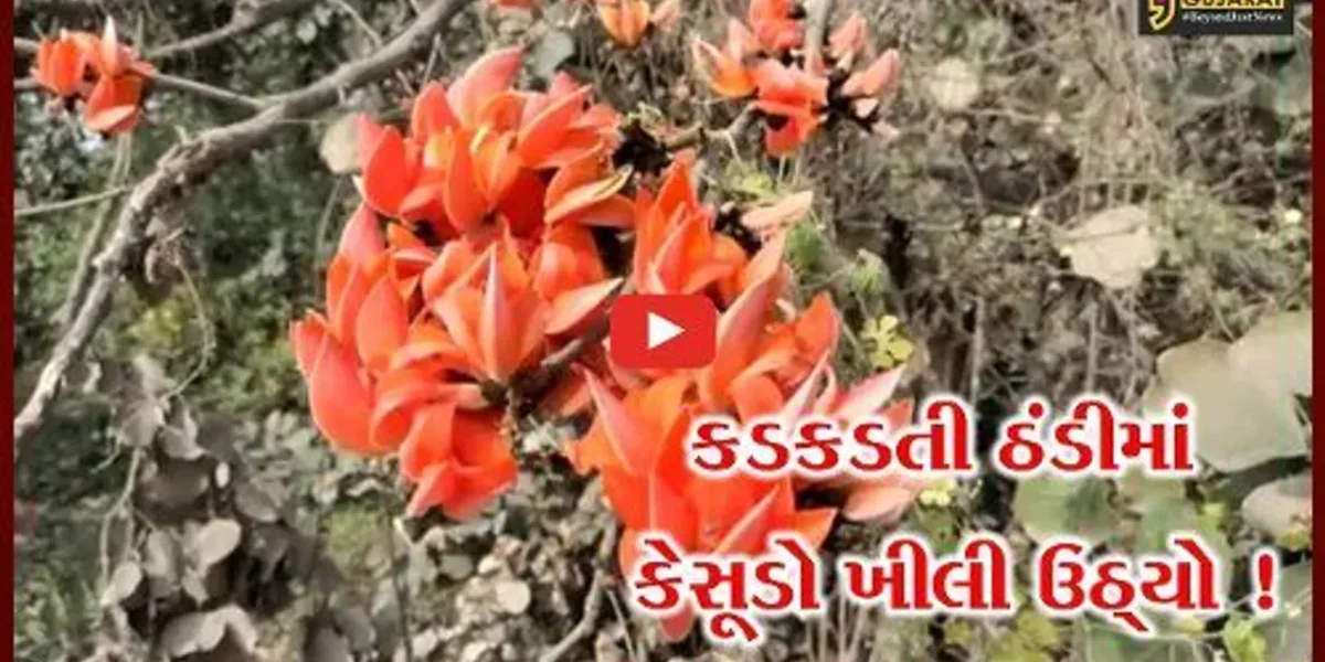 ભરૂચ: ઝઘડિયા તાલુકામાં ભર શિયાળે કેસુડો ખીલી ઉઠતા કૂતુહલ, ગ્લોબલ વોર્મિંગની અસર !