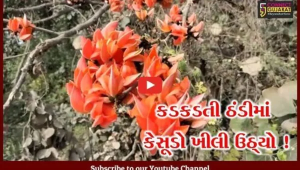 ભરૂચ: ઝઘડિયા તાલુકામાં ભર શિયાળે કેસુડો ખીલી ઉઠતા કૂતુહલ, ગ્લોબલ વોર્મિંગની અસર !