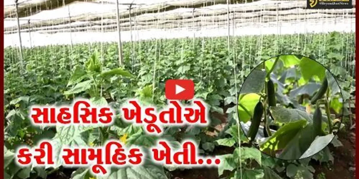 અરવલ્લી : વાવેતરથી વેચાણ સુધીના આયામ આદરી 15 ખેડૂતોએ કરી સામૂહિક ખેતી…