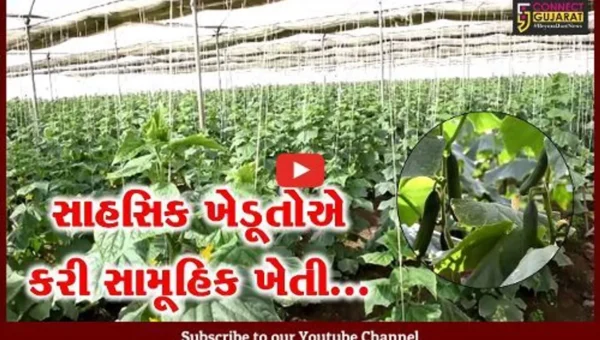 અરવલ્લી : વાવેતરથી વેચાણ સુધીના આયામ આદરી 15 ખેડૂતોએ કરી સામૂહિક ખેતી…