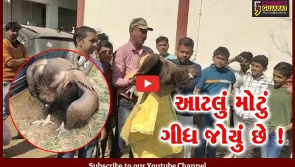 ભરૂચ: નામશેષ થયેલા ગીધરાજનું નવા વર્ષે જ આગમન,લુપ્ત થયેલા વિશાળ ગીધનો જુઓ વિડીયો