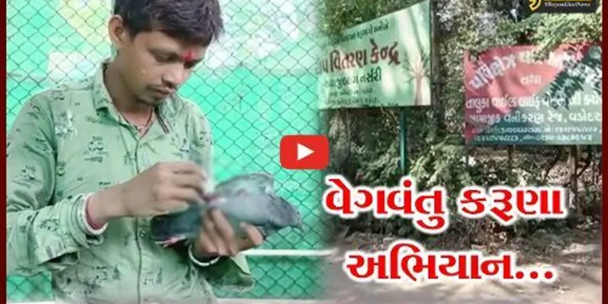 વડોદરા : ઉત્તરાયણ પર્વે ઇજાગ્રસ્ત પક્ષીઓને બચાવવા 500 વોલિએન્ટિયર્સ મેદાને, નવું ઓપરેશન થિયેટર બનાવ્યું…