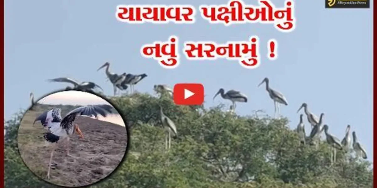 ભરૂચ: શિયાળાની ફુલ ગુલાબી ઠંડીમાં વિદેશી પક્ષીઓ આ જગ્યાના બન્યા મહેમાન, જુઓ નયનરમ્ય દ્રશ્યો
