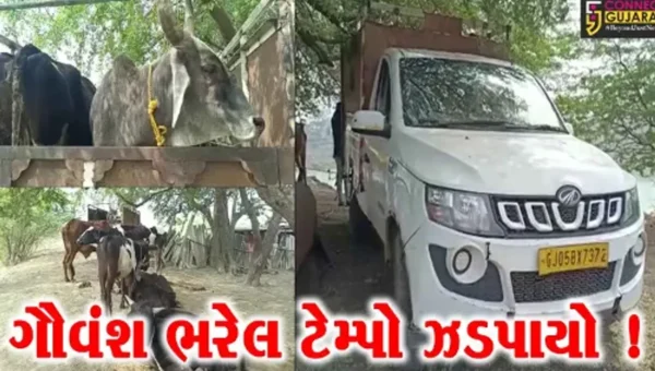 અંકલેશ્વર: પાનોલી નજીકથી 16 ગૌવંશ ભરેલ ટેમ્પો પોલીસે ઝડપી પાડી કાયદેસરની કાર્યવાહી હાથ ધરી