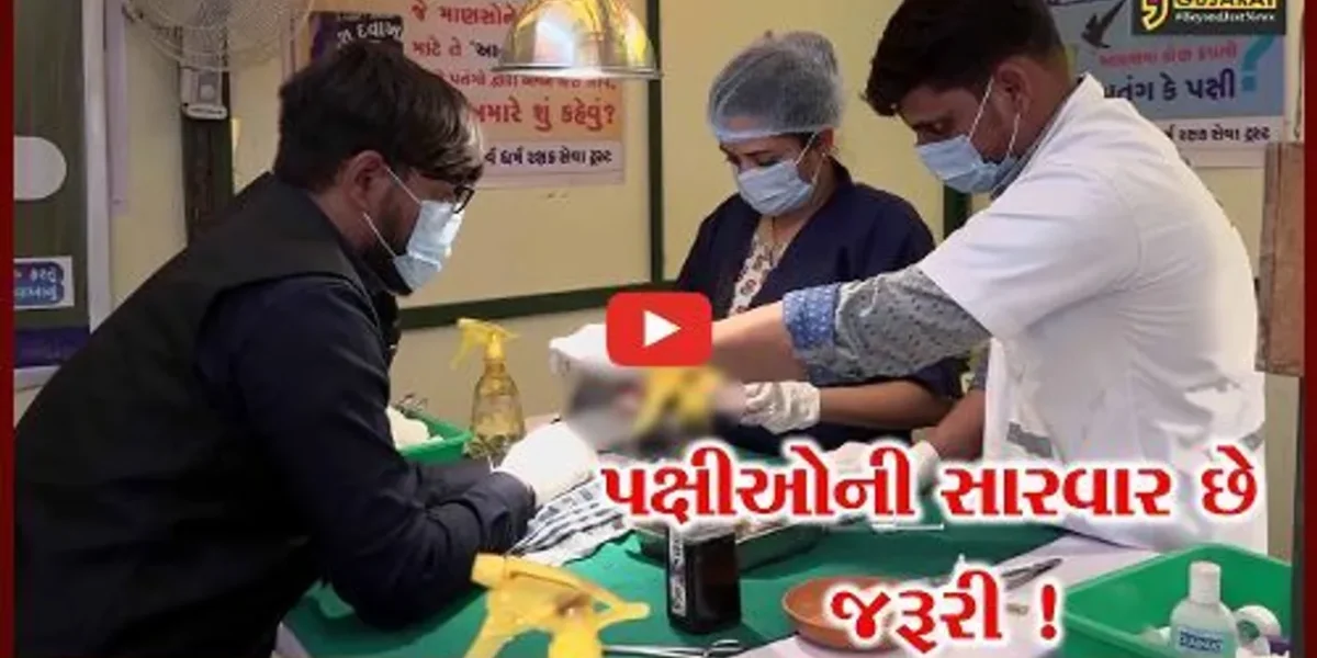અમદાવાદ: ઉત્તરાયણ પર્વ દરમ્યાન ઘાયલ પક્ષીઓ માટે સારવારનો અવિરત પ્રવાહ..