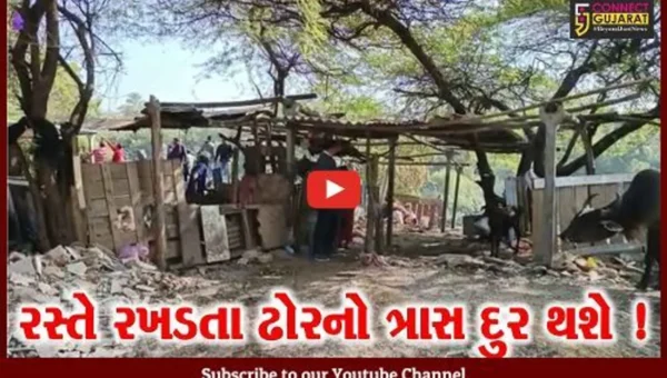 વડોદરા: પરશુરામ ભઠ્ઠામાં ચાલતા પશુવાડા ધ્વસ્ત,રખડતા ઢોરનો ત્રાસ દૂર કરવા તંત્રની કામગીરી.