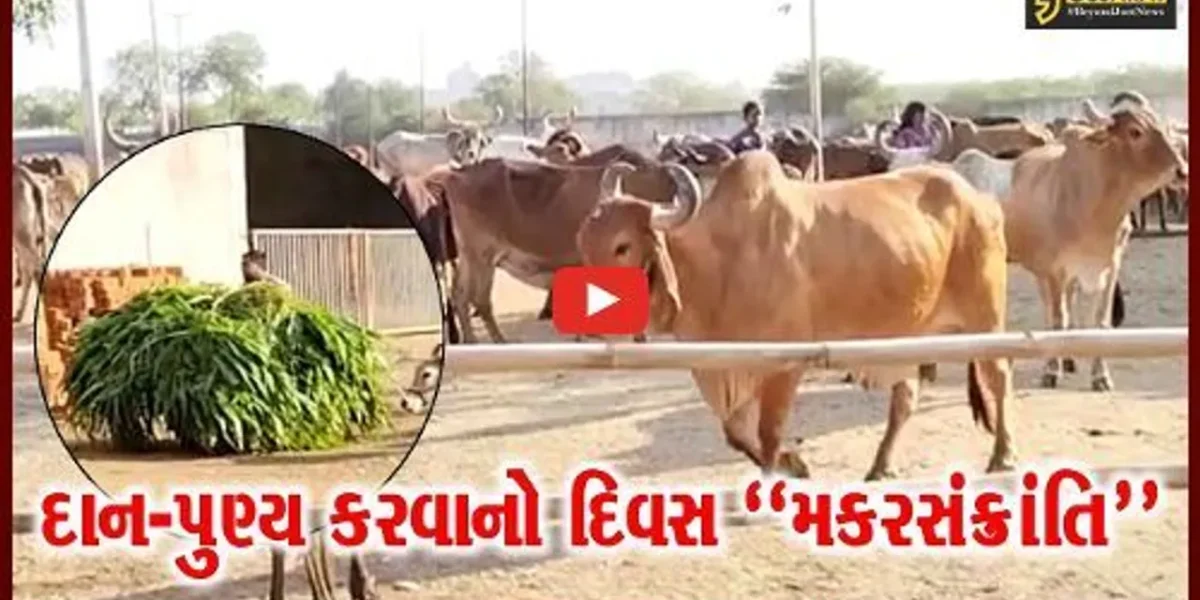 દાન-પુણ્યના મહાપર્વ મકરસંક્રાંતિની ઉજવણીને લઇ ભરૂચ પાંજરાપોળ ખાતે વિશેષ વ્યવસ્થાઓ કરાય…