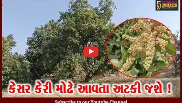 અમરેલી: આ વર્ષે પણ કેરીનો પાક ઓછો ઉતરે એવા એંધાણ,જુઓ શું છે કારણ