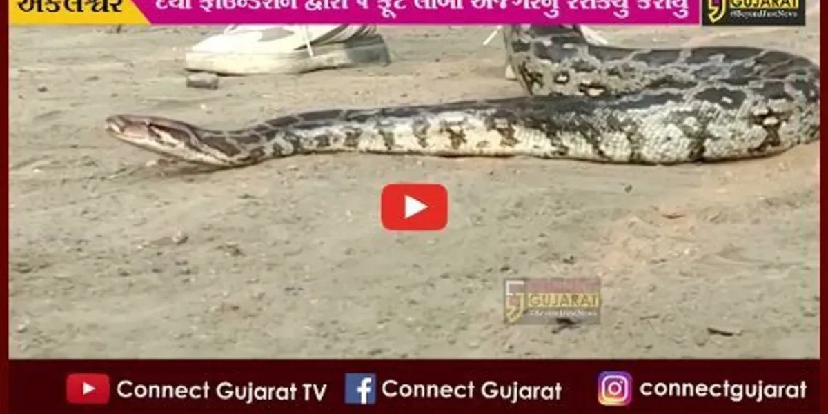 અંકલેશ્વર: અંસાર માર્કેટ નજીક અજગર દેખાતા લોકોમાં નાસભાગ મચી, દયા ફાઉન્ડેશનના સભ્યોએ કર્યું રેસક્યું