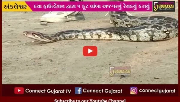 અંકલેશ્વર: અંસાર માર્કેટ નજીક અજગર દેખાતા લોકોમાં નાસભાગ મચી, દયા ફાઉન્ડેશનના સભ્યોએ કર્યું રેસક્યું