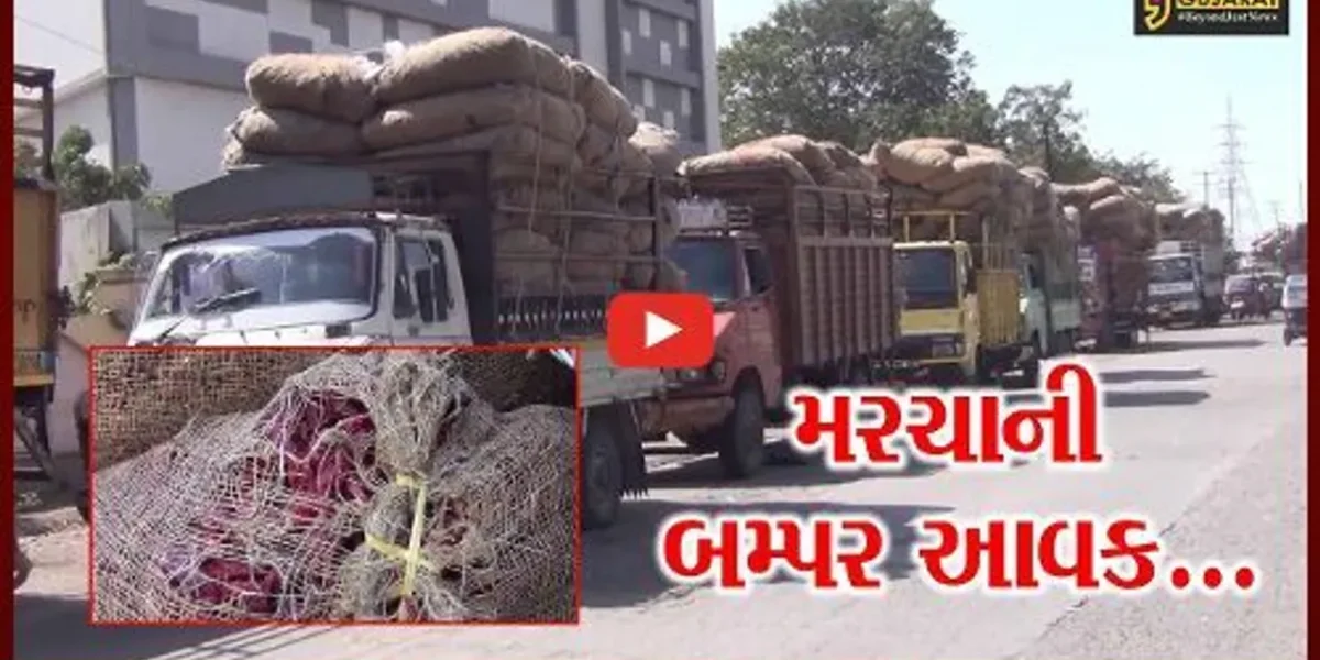 ગુજરાતમાં પ્રથમ વખત જામનગર-હાપા માર્કેટ યાર્ડમાં સૌથી વધુ મરચાનો ભાવ મળતા ખેડૂતોની લાંબી કતાર…