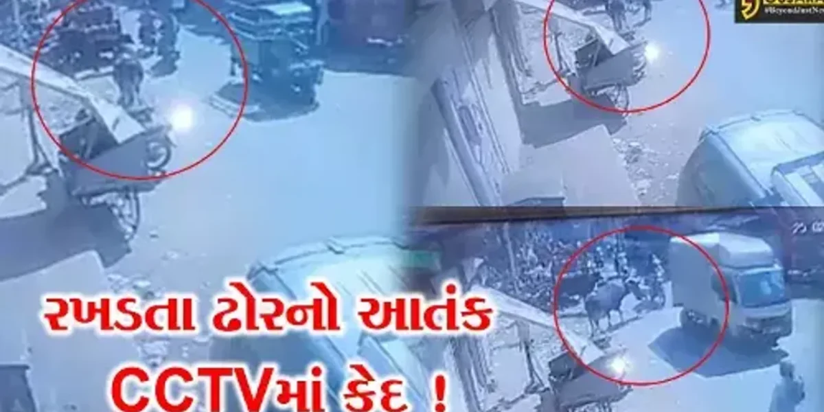 અમદાવાદ: રસ્તે જઈ રહેલ મહિલાને રખડતા ઢોરે ફાંગોળી,જુઓ CCTV