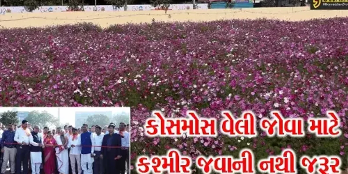 અમદાવાદ:કોસમોસ વેલી જોવા માટે હવે કશ્મીર જવું નહીં પડે, જુઓ ગુજરાતમાં ક્યાં બન્યુ આકર્ષણ