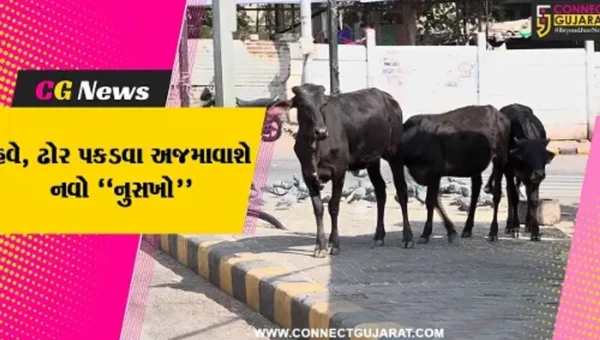 અમદાવાદ : હવે, CCTVના આધારે રઝળતાં ઢોરનું ટ્રાફિક પોલીસ કરશે મોનિટરિંગ, પછી ઢોર પકડવા આવશે મનપાની ટીમ