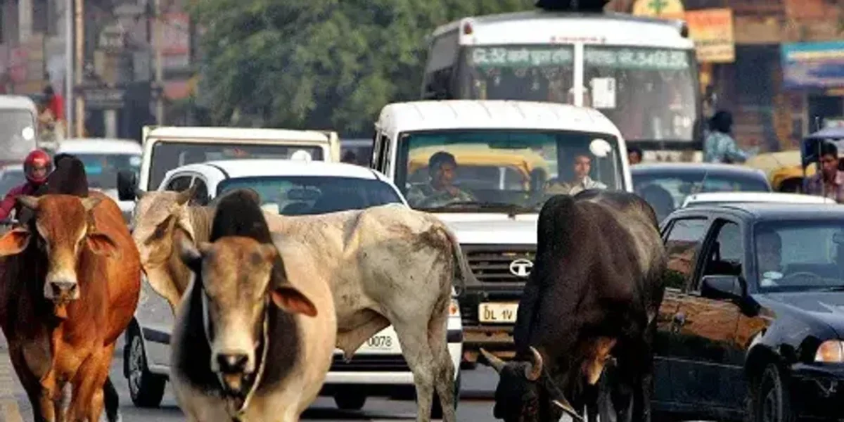 અમદાવાદ : છેલ્લા 10 મહિનામાં મ્યુનિશિપલ કોર્પોરેશને શહેરભરમાંથી 16,323 રખડતાં ઢોર પકડ્યા…