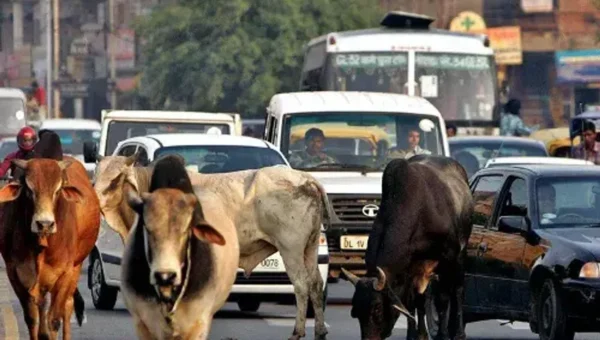અમદાવાદ : છેલ્લા 10 મહિનામાં મ્યુનિશિપલ કોર્પોરેશને શહેરભરમાંથી 16,323 રખડતાં ઢોર પકડ્યા…