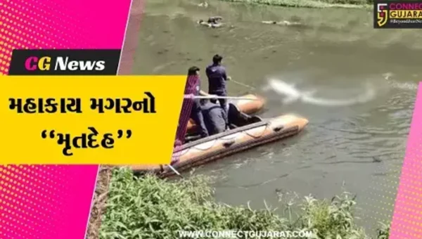 વડોદરા : વિશ્વામિત્રી નદીમાંથી 15 ફૂટ લાંબા મહાકાય મગરનો મૃતદેહ મળ્યો, વનવિભાગે તપાસ હાથ ધરી…