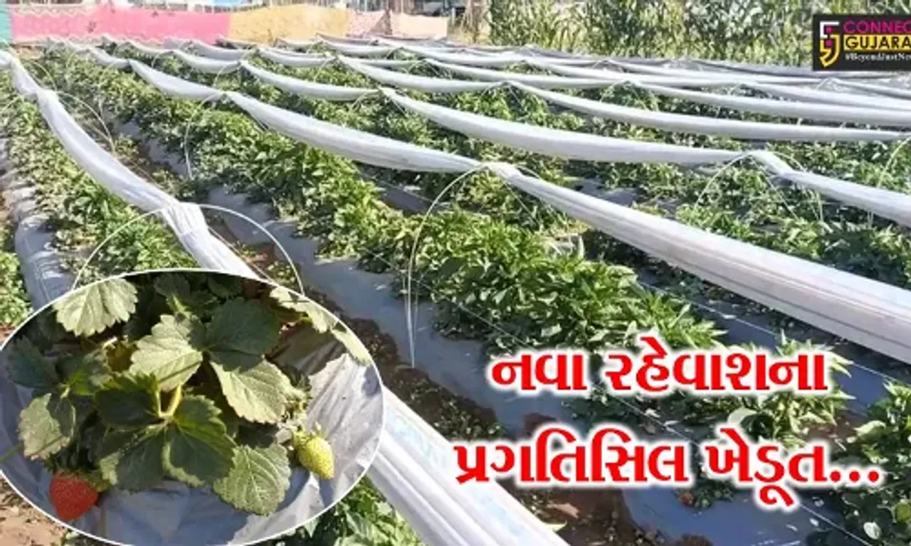 સાબરકાંઠા : ઠંડા પ્રદેશમાં થતી સ્ટ્રોબેરીની ખેતી કરી નવા રહેવાશના ખેડૂતે મેળવી બમણી આવક…