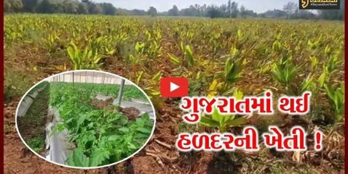 અરવલ્લી: શિવરાજપૂરા કંપા ગામના 15થી વધુ ખેડૂતો હળદર-ખીરા કાકડી તેમજ ટામેટાની ખેતી તરફ વળ્યા