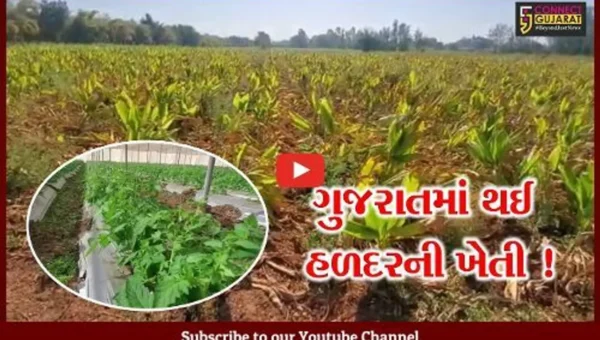 અરવલ્લી: શિવરાજપૂરા કંપા ગામના 15થી વધુ ખેડૂતો હળદર-ખીરા કાકડી તેમજ ટામેટાની ખેતી તરફ વળ્યા