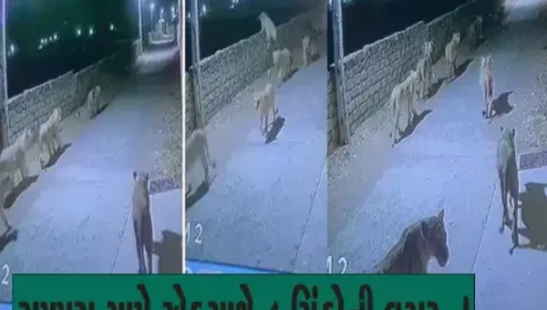 સિંહનાં ટોળાં હોય!:અમરેલીના રામપરા ગામમાં એકસાથે 8 સિંહ લટાર મારવા નીકળતા વાહનોનાં પૈડાં થંભી ગયાં