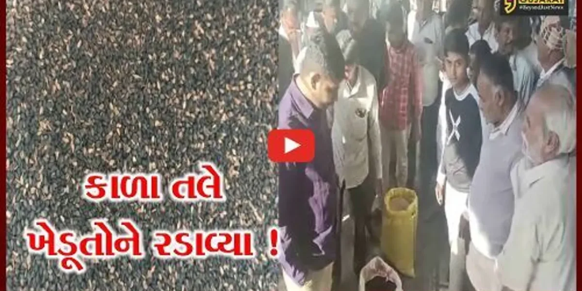 અમરેલી: કાળા તલની ખેતી કરતાં ખેડૂતોએ નિરાશ થવાનો આવ્યો વારો,જુઓ કેમ ખેડુતોને ભાવ નથી મળી રહ્યા
