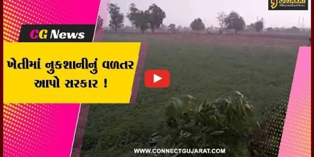 અમરેલી : કમોસમી વરસાદના કારણે ખેતીના પાકને નુકશાન, વળતર ચુકવવાની ખેડૂતો પાસે માંગ