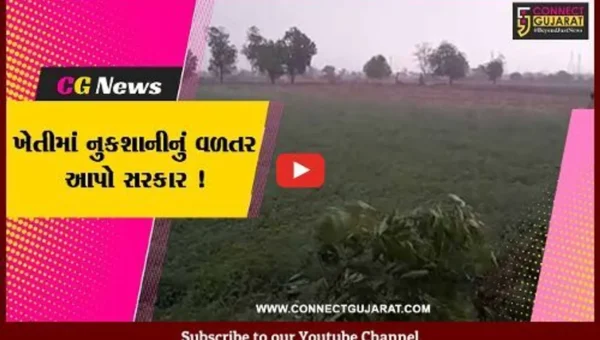 અમરેલી : કમોસમી વરસાદના કારણે ખેતીના પાકને નુકશાન, વળતર ચુકવવાની ખેડૂતો પાસે માંગ