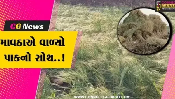 અમરેલી : કમોસમી માવઠાએ સાવરકુંડલા અને ધારીમાં વાળ્યો પાકનો સોથ, ખેડૂતોને મોટું નુકશાન…