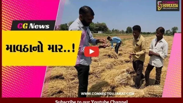 સાબરકાંઠા : માવઠાથી 50 હજાર હેક્ટર વિસ્તાર અસરગ્રસ્ત હોવાનો પ્રાથમિક અંદાજ : ખેતીવાડી વિભાગ