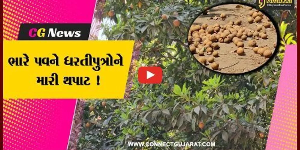 ભરૂચ: ભારે પવન ફૂંકાતા કેરી અને ચીકુના પાકનો દાટ વળ્યો, ભૂમિપુત્રોને મોટો આર્થિક ફટકો