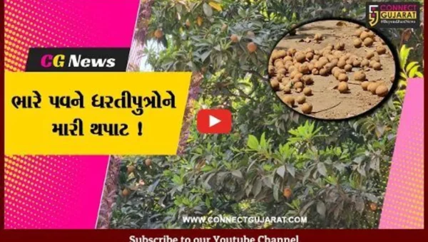 ભરૂચ: ભારે પવન ફૂંકાતા કેરી અને ચીકુના પાકનો દાટ વળ્યો, ભૂમિપુત્રોને મોટો આર્થિક ફટકો