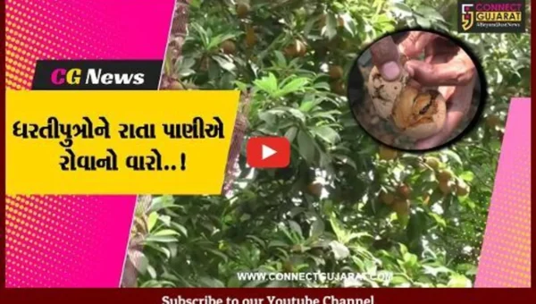 નવસારી : અમલસાડી ચીકુના સ્વાદ રસિયાઓને માવઠાએ આપ્યા માઠા સમાચાર..!