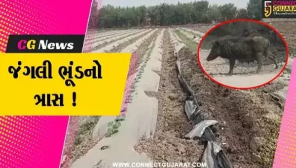 સુરત: ગ્રામ્ય વિસ્તારમાં જંગલી ભૂંડનો આતંક,જંગલી ભૂંડના ત્રાસથી ખેડૂતો થયાં પરેશાન