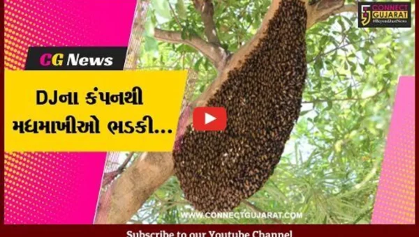 દાહોદ : લગ્નના વરઘોડામાં DJના કંપનથી છંછેડાયેલી મધમાખીઓએ 22થી વધુ લોકોને ડંખ માર્યા…