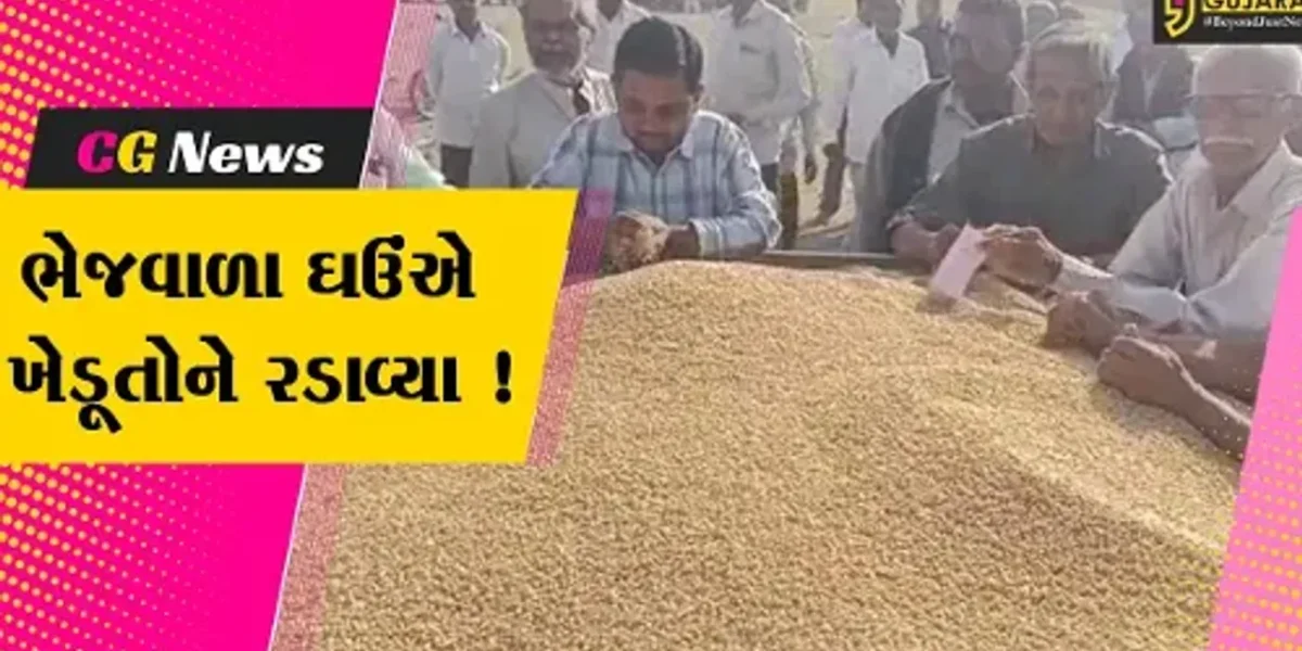 અમરેલી: ખેડૂતોને ઘઉંના પોષણક્ષમ ભાવ ન મળતા નારાજગી, જુઓ શું છે કારણ